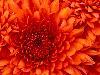 nadegda